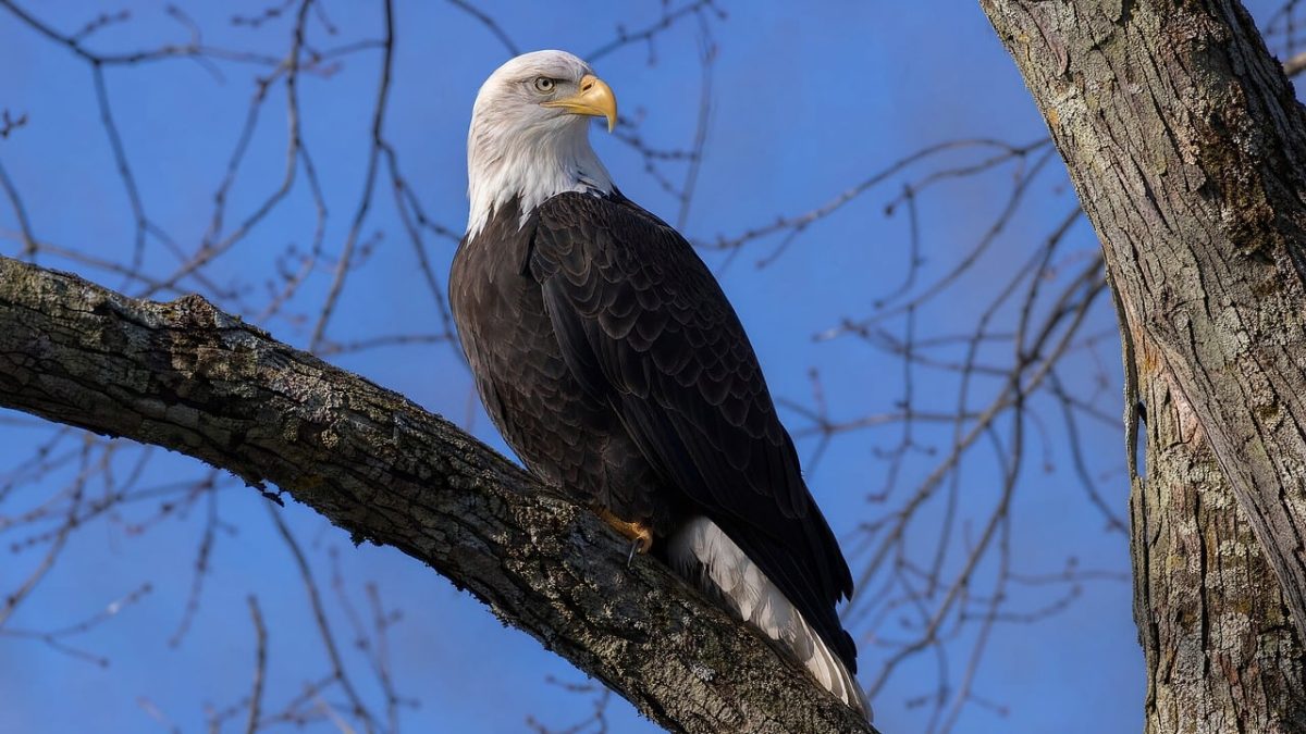 eagle, bird, nature, animal, portrait, feathers, wildlife, predator, profile, ornithology, prominent beak, tree, branch, clear sky, winter tree, nest, beak, falconry, king, apex