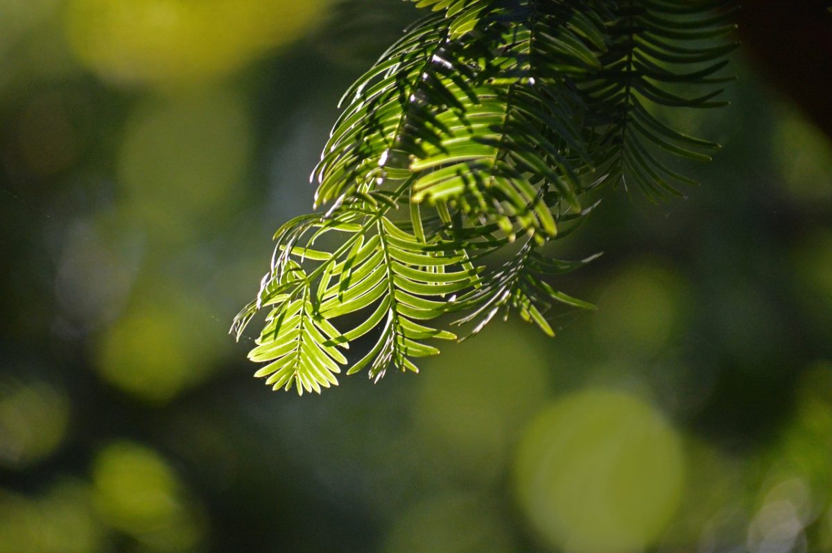 conifer, branches, bokeh, backlight, green, nature, metasequoia, dawn redwood, water fir, botany, nature wallpaper, needles, lighting, depth of field, outdoor, soft light, close-up, leaf needles