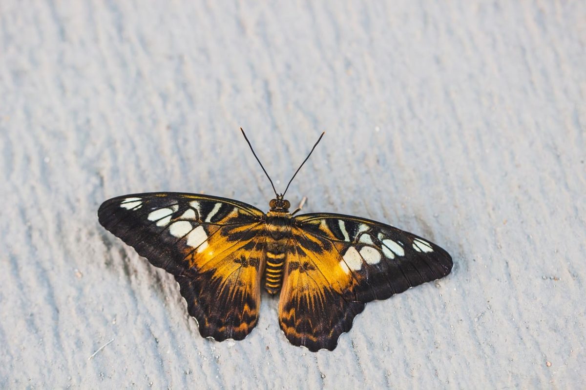butterfly, insect, wings, nature, macro, detail, outdoor, black and white pattern, close-up, details, yellow, black, contrast, flying insect, natural science, environment, biodiversity, winged, calm
