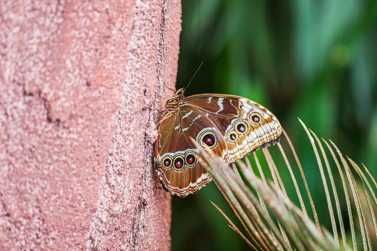 butterfly, wings, texture, macro, nature, detail, green, carmine, life, butterfly wings, close-up, insect, natural pattern, butterfly motif, beauty, ground, natural beauty, wildlife, fascinating