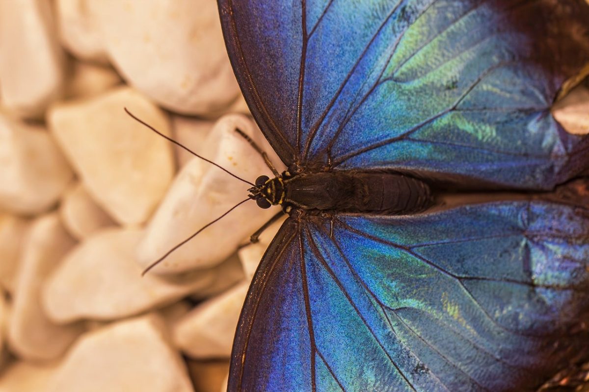 butterfly, blue, wings, detail, laptop wallpaper, 4k wallpaper, macro, free wallpaper, 4k wallpaper 1920x1080, full hd wallpaper, butterfly wings, wallpaper 4k, nature, cool backgrounds, windows wallpaper, beauty, natural, stone, free background, background, beautiful, blue butterfly, beautiful wallpaper, closeup, environment, hd wallpaper, natural beauty, wallpaper hd, pastel, desktop backgrounds, gentle, organic, mac wallpaper, color
