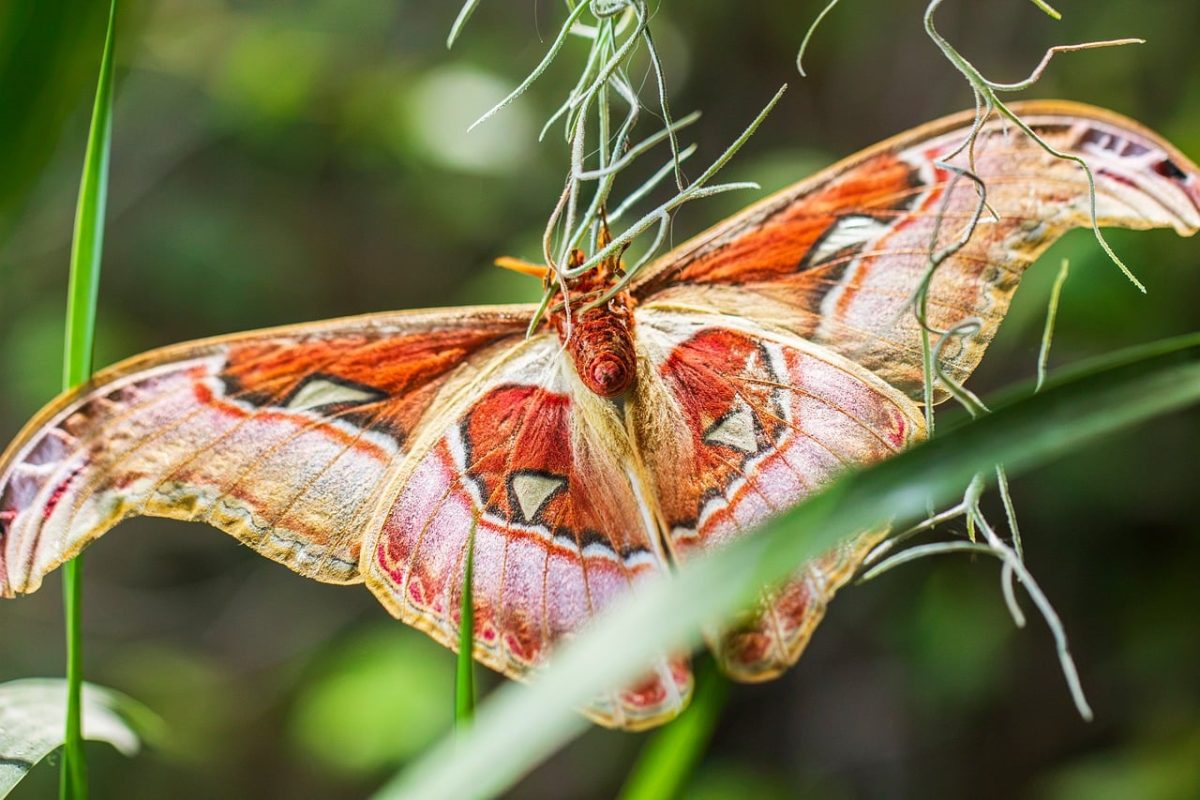 moth, butterfly, zigzag wings, detail, natural, beautiful, macro, nature, detailed, exotic, biodiversity, colors, insect, butterfly wings, environment, ecosystem, animal, wildlife, fragile