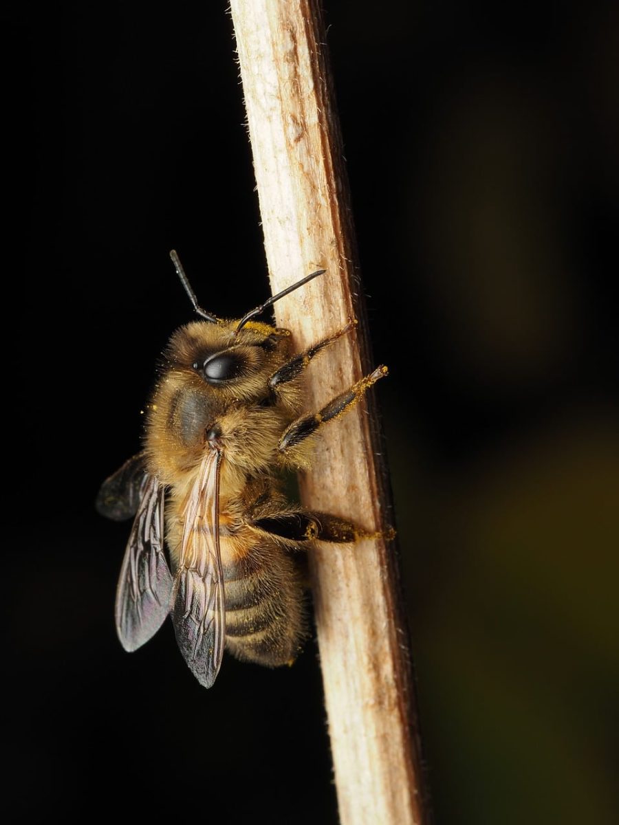 bee, insect, nature, pollination, flower, beautiful flowers, garden, plant, summer, wings, flower wallpaper, golden, nectar, pollen, honeybee, macro, close-up, natural world, details, beekeeping, flower background, ecosystem, environment, insects in nature