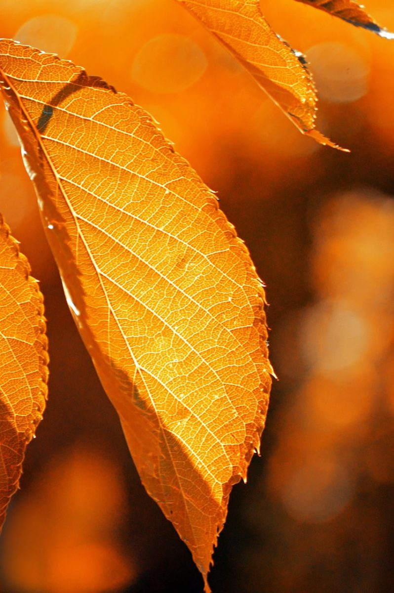 autumn, leaf, nature, close-up, colorful, gold, autumn leaf, orange, bokeh background, autumn colors, backlight, autumn theme, brightness, warm colors, light effect, nature wallpaper, pattern, vivid colors, edge