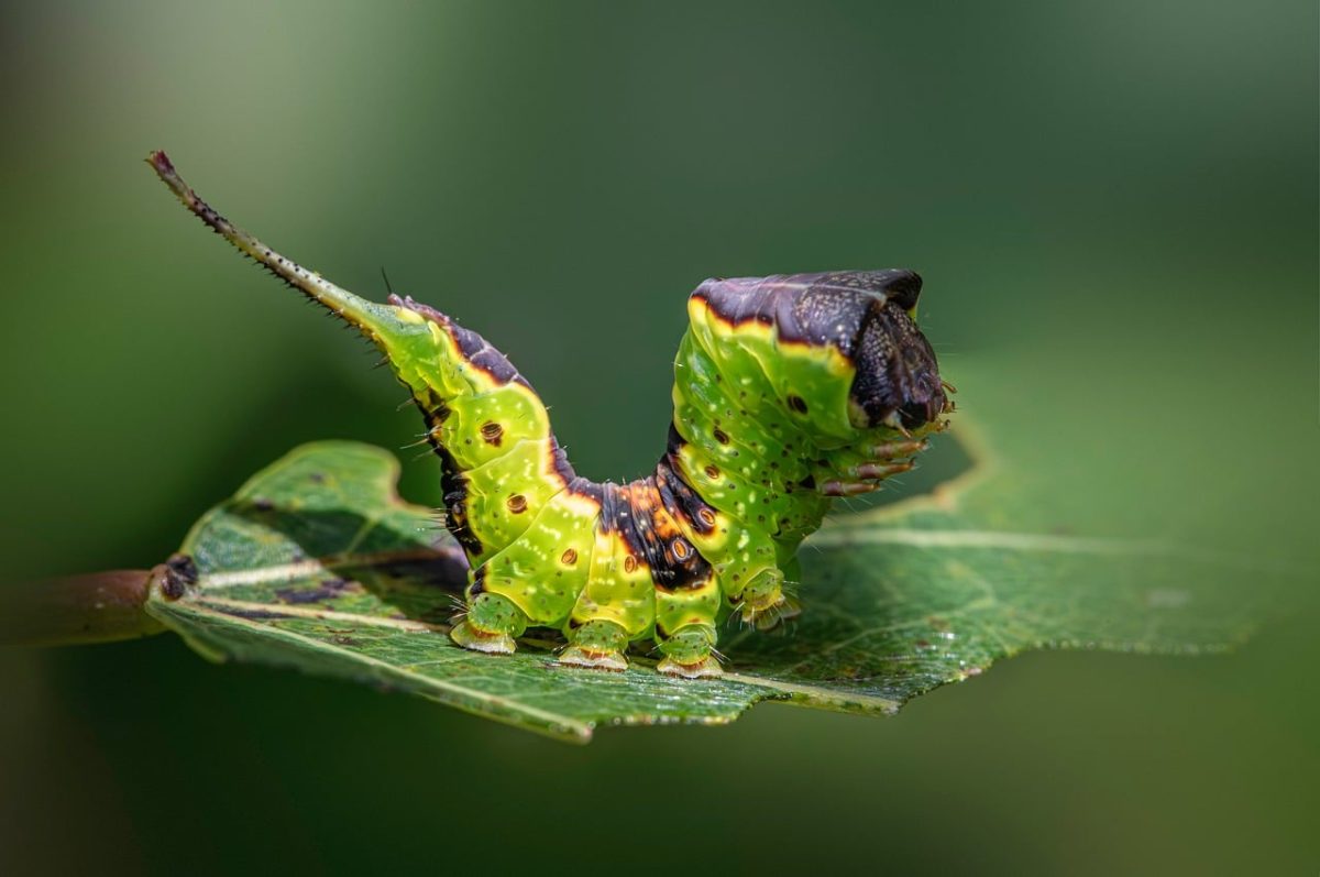 caterpillar, green, biology, macro, detail, beauty, animal, leaf, nature, eco-friendly, green caterpillar, pest, gold, insect, black, orange, close-up, smooth, ecological, tropical