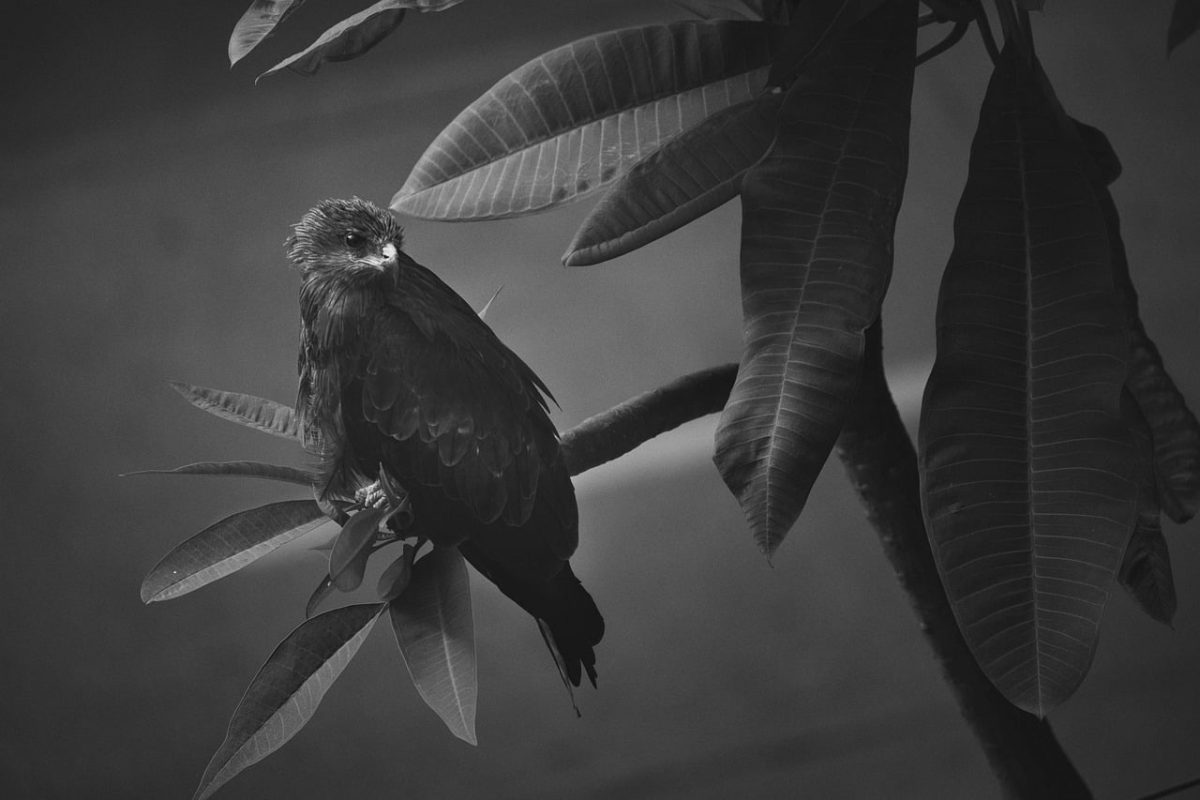 bird, raptor, black and white, leaves, rock, eagle, nature, branches, feathers, fruit, wild, sitting, tropical, camera, photography, art, atmosphere, shadow, melancholy, predator