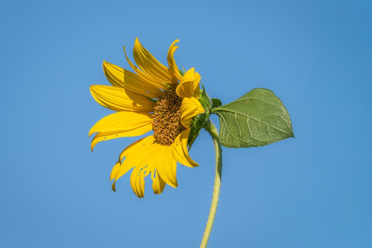 sunflower, full hd wallpaper, blue sky, beautiful wallpaper, flower, natural beauty, flower wallpaper, yellow, greenery, wallpaper hd, mac wallpaper, 4k wallpaper 1920x1080, summer, free wallpaper, simplicity, clear sky, desktop backgrounds, nature, cultivation, free background, field, laptop wallpaper, botany, happiness, summer day, radiant, environment, sunlight, 4k wallpaper, windows wallpaper, beautiful flowers, leaves, flower background, hd wallpaper, wallpaper 4k, floral background, cool backgrounds, background, lone plant