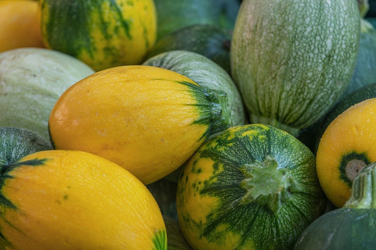 vegetable, zucchini, round, yellow, fresh, vitamins, nutrition, healthy, organic, nature, weight loss, diet, slimming, garden, green color, harvest, market, agriculture, aesthetic, food, country