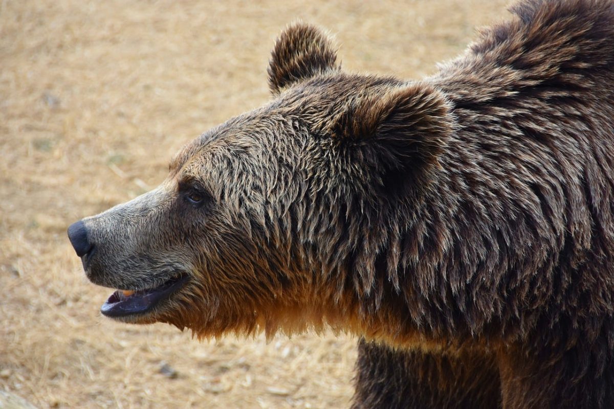 bear, wildlife, nature, brown bear, jaws, mammals, primitive, fur, feeding, open mouth, sharp tooth, outdoors, forest, large, zoo, natural habitat, furry, predator, wilderness