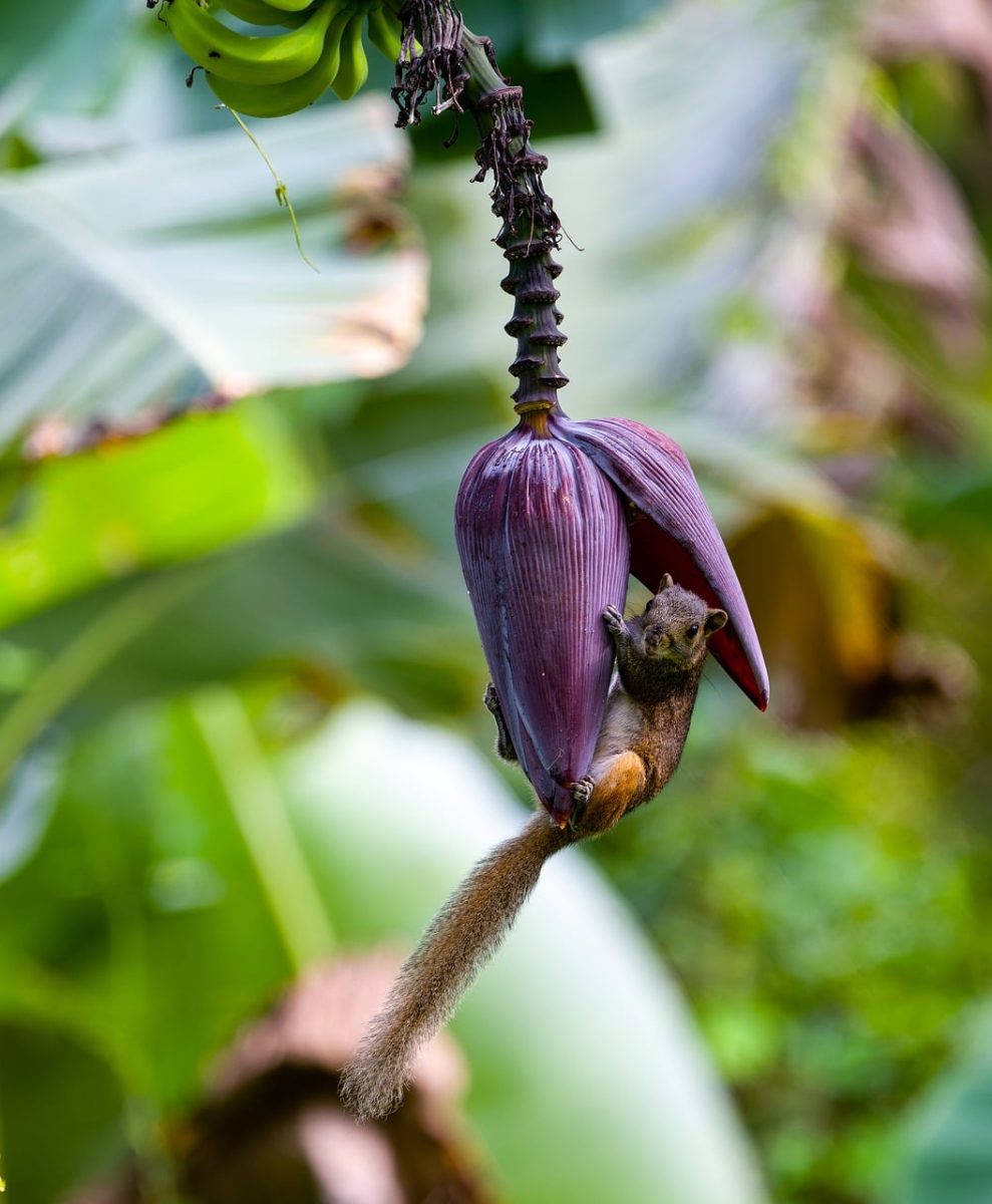squirrel, nature, banana, fruit, banana flower, tropical, rodent, animal, wildlife, green, tree, banana tree, red, green leaves, colorful, nature photography, wild animal, asia, mountain, foraging