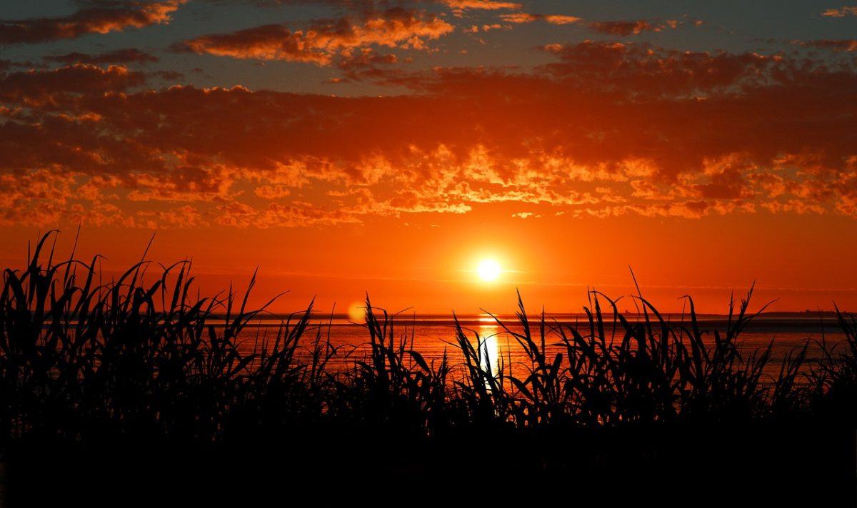 sunset, grass, sea, horizon, silhouette, nature, sky, peaceful, romantic, summer, evening, calm, vacation, north sea coast, red sky, light, calmness, outline, red color, clouds, evening light