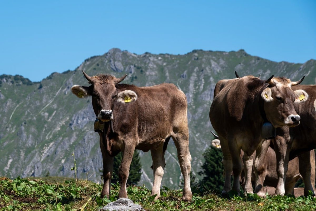 cows, mountains, meadow, summer, pasture, allgäu, fresh, alps, nature, shepherd, hiking, bavaria, idyllic, blue sky, animals, farm, grass, beautiful, peaceful, ecotourism
