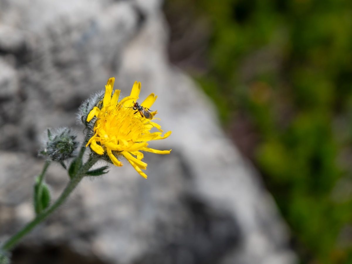 flower, rock, mountain flower, insect, yellow, meadow, summer, nature, mountains, alps, hiking, hawkweed, allgäu, bavaria, allgäu alps, bloom, landscape, fly, wild