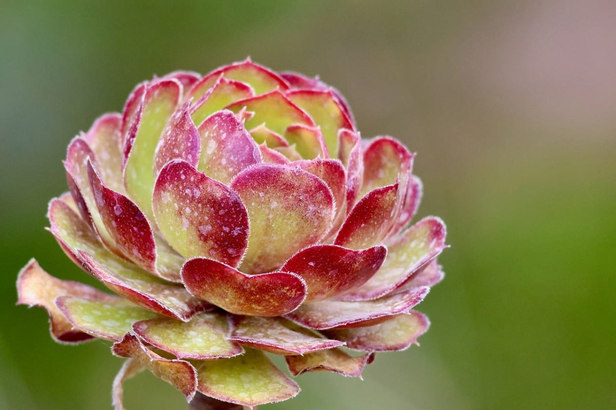 aeonium, succulent, rosette, nature, still life, macro, blossom, detail, green, red, leaf, botany, decorative, outdoor, natural, beautiful, pretty, spring, cultivation, cactus, greenery