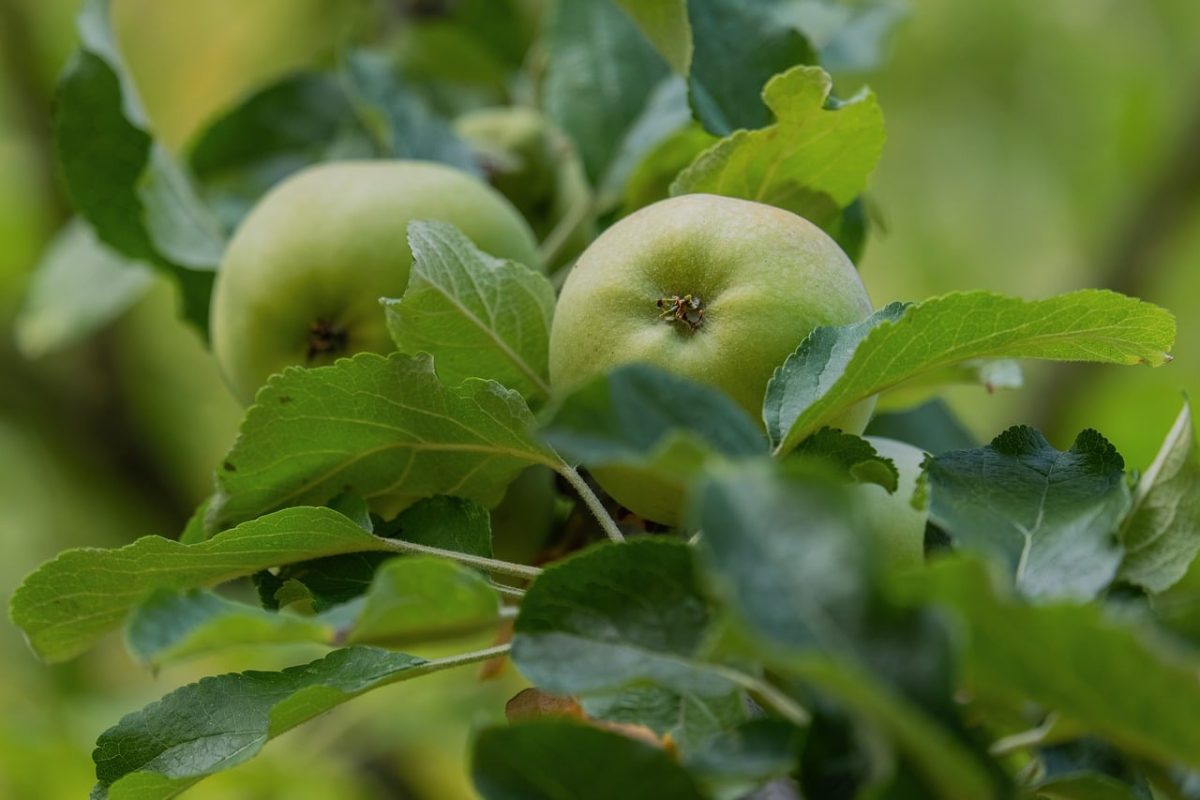 green apples, apple tree, leaves, garden, fruit, summer, agriculture, nature, eco-friendly, fresh, cultivation, organic, seedling, ripe, greenery, vitamin, nature-friendly, nutrition, health, nutritious