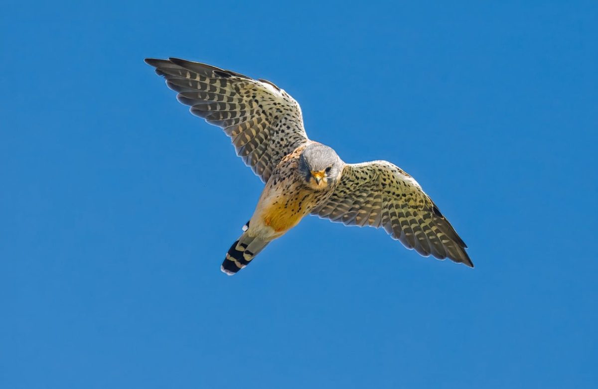 falcon, bird of prey, flying bird, feathers, clear sky, kestrel, wild bird, birdwatching, nature, blue sky, ornithology, bird photography, flight, natural beauty, biodiversity, wilderness, aerospace, wild animal, solitude, nature reserve