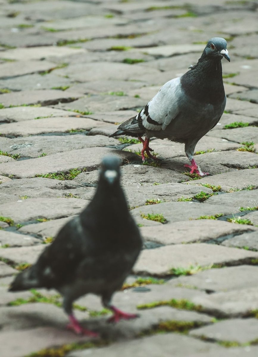 pigeon, cobblestone, street, bird, city, paved road, urban life, two, looking, gray, detail, sidewalk, walking, animal, nature, park, hill, beak, flying, picnic, high angle