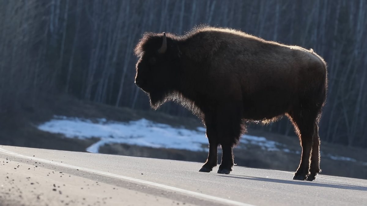 bison, buffalo, wildlife, animal, profile, backlit, fur, road, highway, nature, national park, wilderness, outdoor, large mammal, standing, solitary