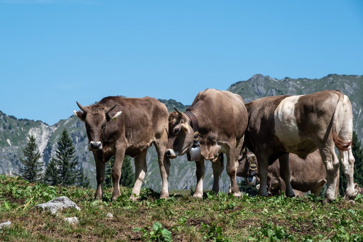 cows, mountains, pasture, cow, alps, animals, summer, farming, dairy cattle, cattle breeding, fodder, nature, view, hiking, herd, rural, mountain meadow, young, stroll, region, ecosystem