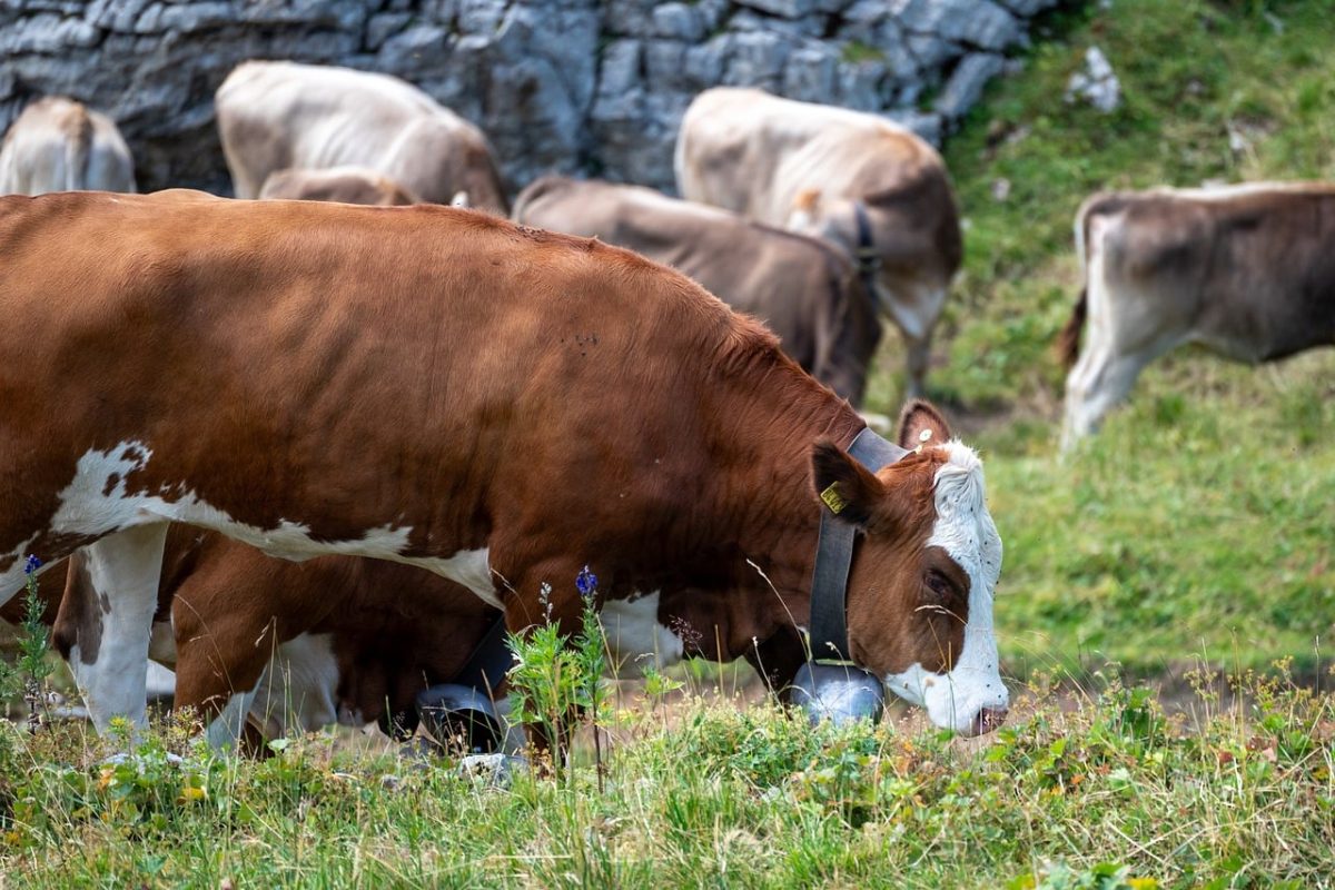 cow, mountains, pasture, alpine farm, kleinwalsertal, hoher ifen, grass, animals, high mountains, green, livestock, alps, hiking, herd of cows, alpine flower, ecotourism, farm, peaceful, nature, allgäu