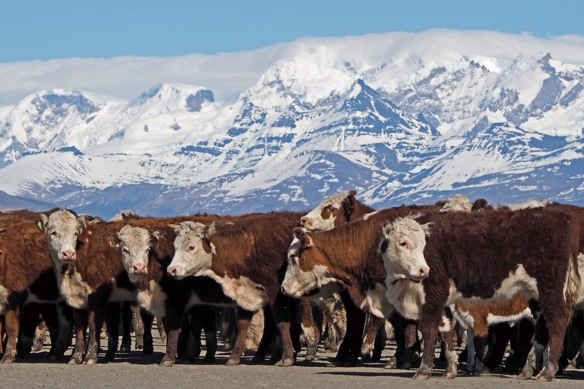 landscape, patagonia, cattle, mountains, snowy, nature, farm, spring, animals, ecotourism, tourism, latin america, livestock, agriculture, light, farming, hat, clear, rural