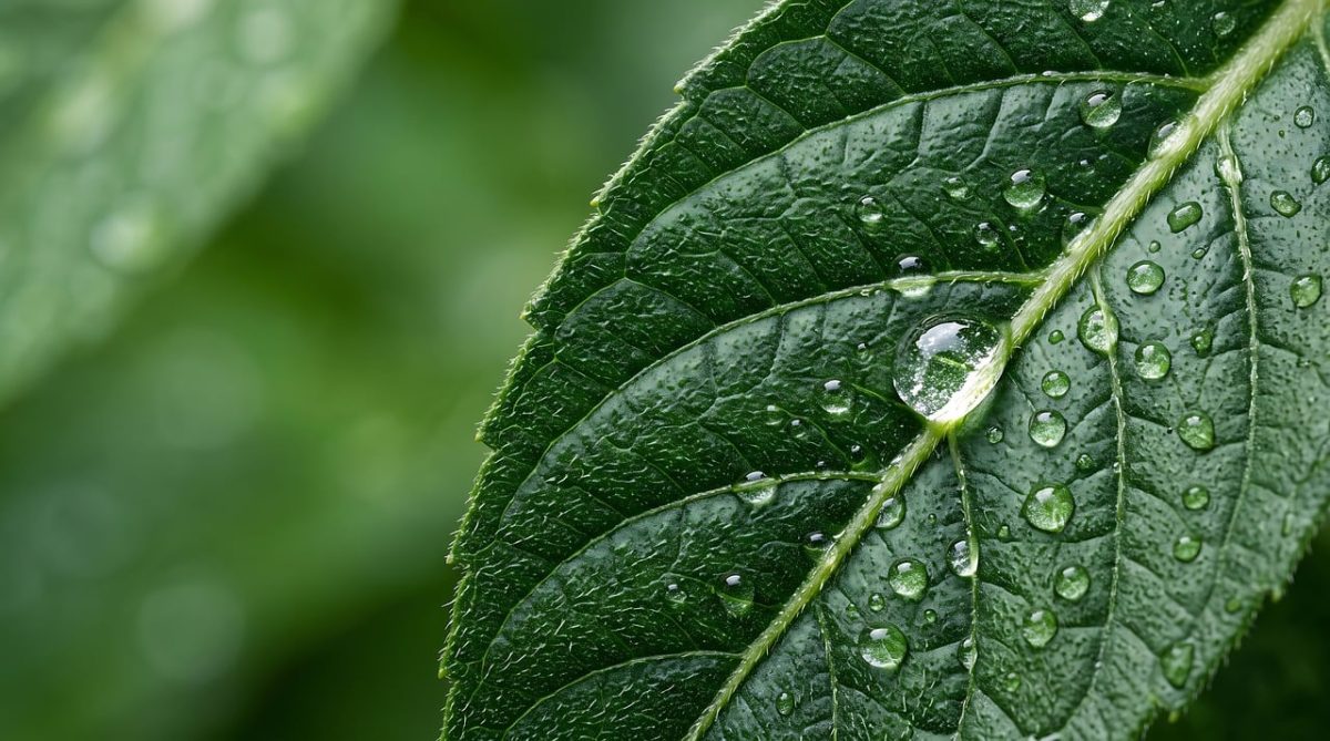 green, leaf, drops, dew, macro, nature, spring, fresh, wet, droplet, transparent, texture, growth, beauty, ecology, purity, healthy, organic, bright, leaf vein