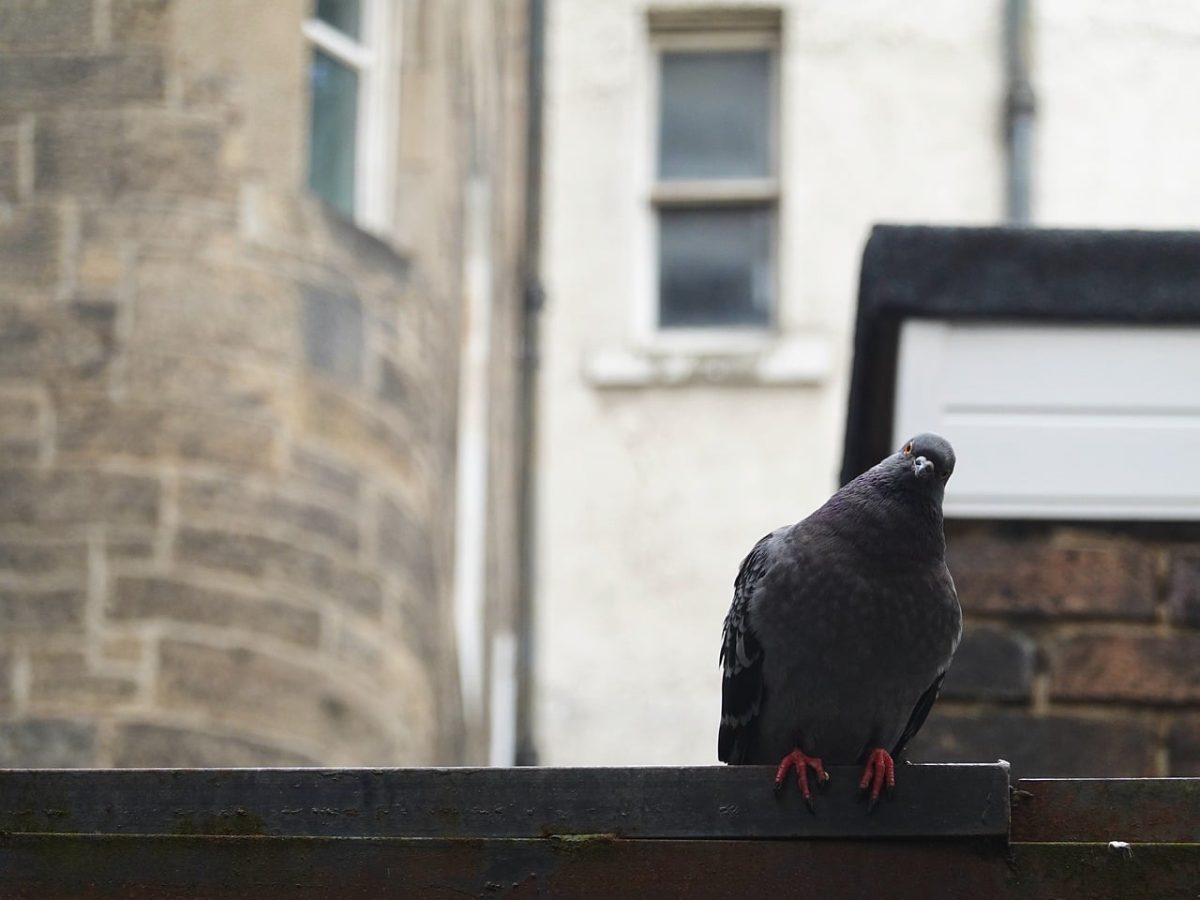 pigeon, brick, nature, building, city, masonry, sunlight, shadow, wing, birds, wildlife, view, wall, outside, window, day, contrast, door, architecture, alley, outdoors, united kingdom