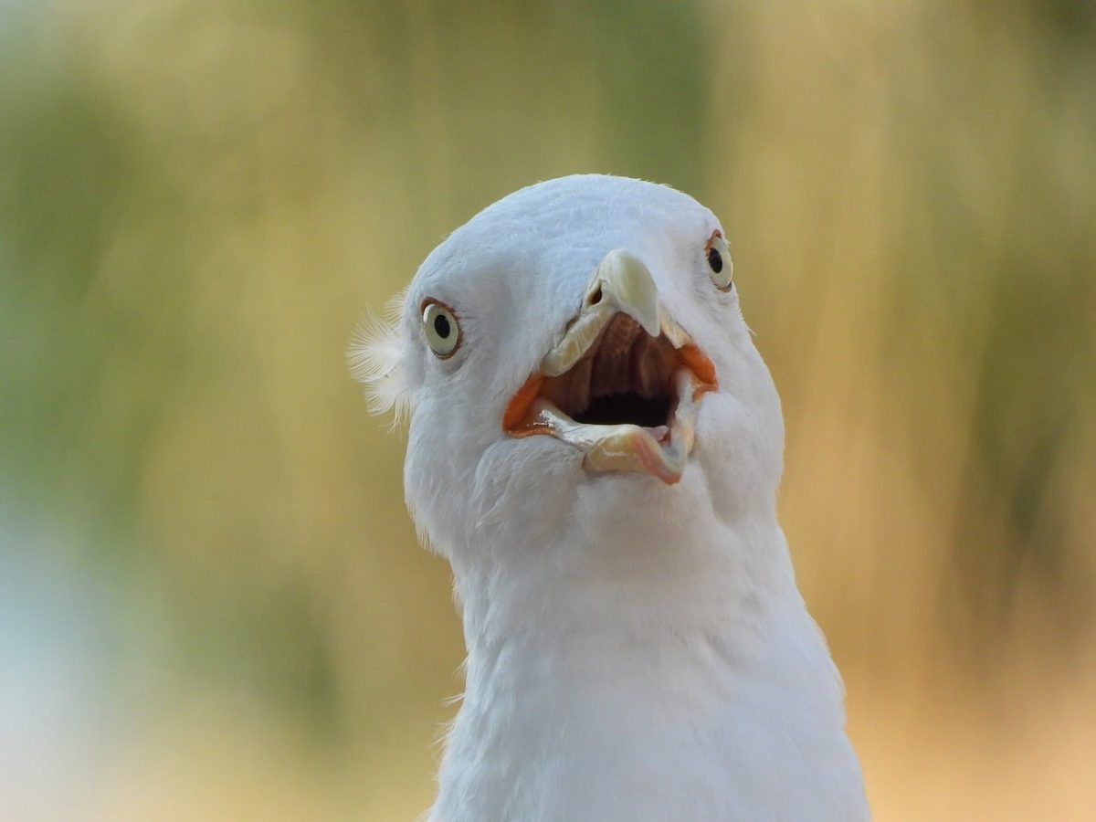 seagull, bird, nature, beak, head, eyes, yellow legs, wings, beak open, detail, vocalization, environment, natural light, yellow color, animal, natural habitat, animal portrait, bright eyes, summer time