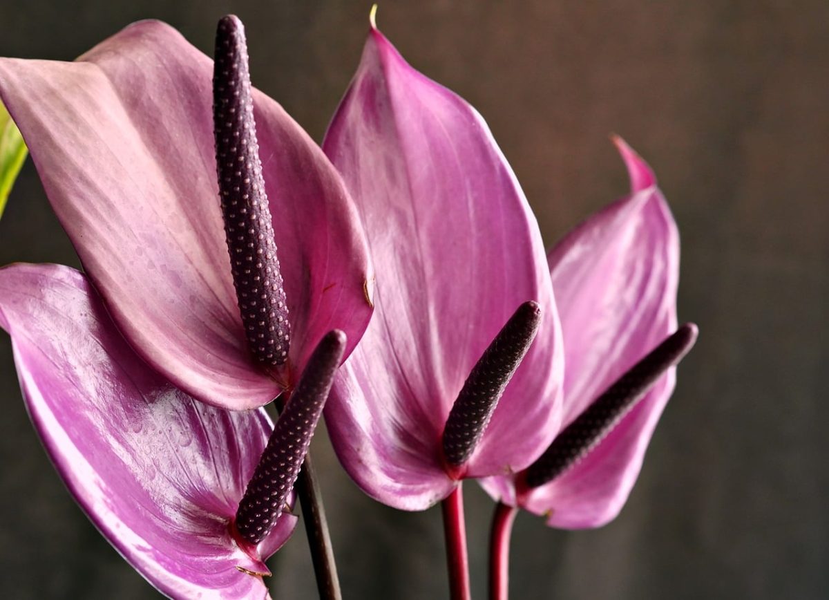 anthurium, pink, flower, nature, leaves, tropical, plant, detail, exotic, horticulture, decorative, flower background, aesthetic, beautiful flowers, flowering, delicate, showy, decoration, flower wallpaper, arrangement