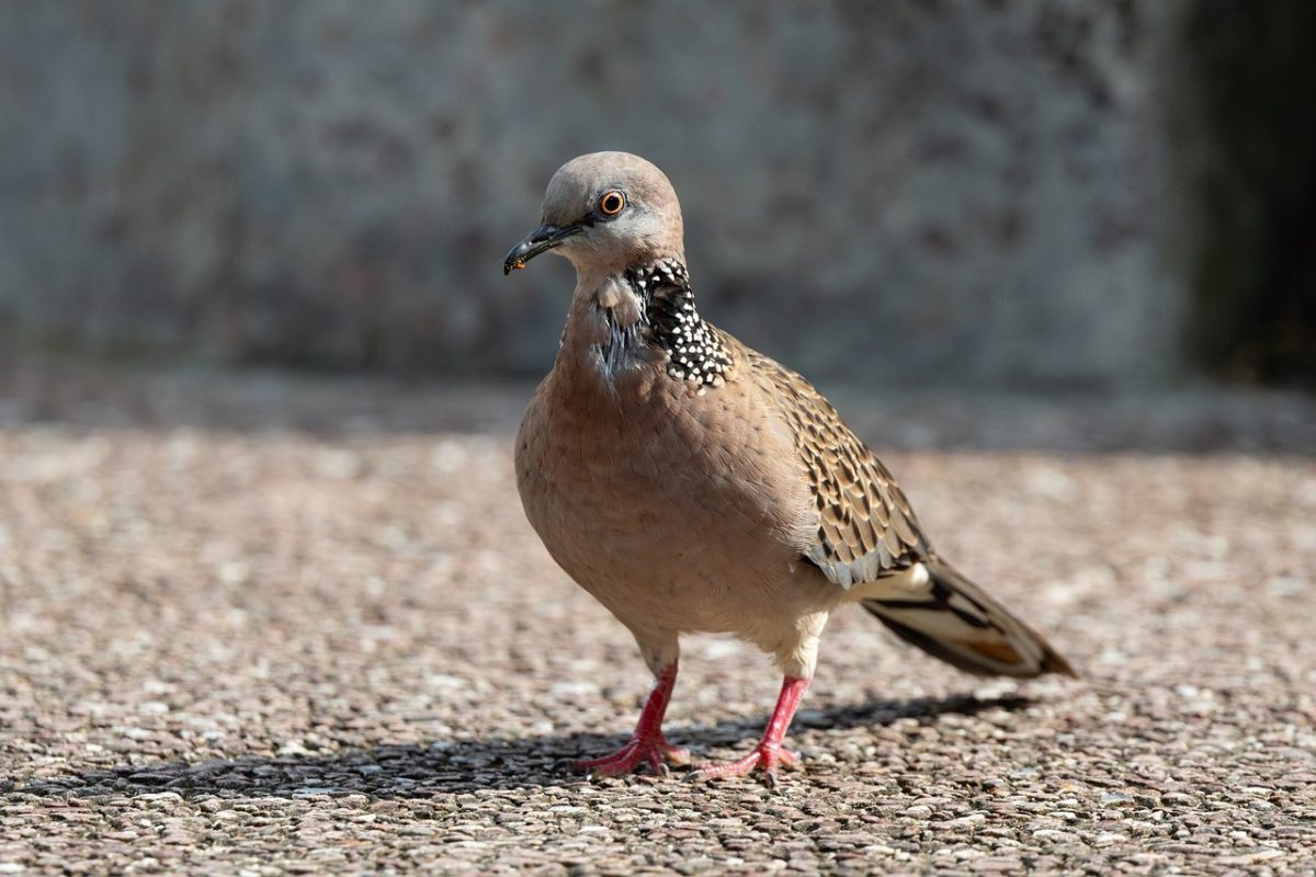 dove, sidewalk, feathers, shadow, birds, standing, eastern, spotted, spotted dove, nature, bird species, wild, ground, gravel, wild birds, animals, ecosystem, environment, resting, beak
