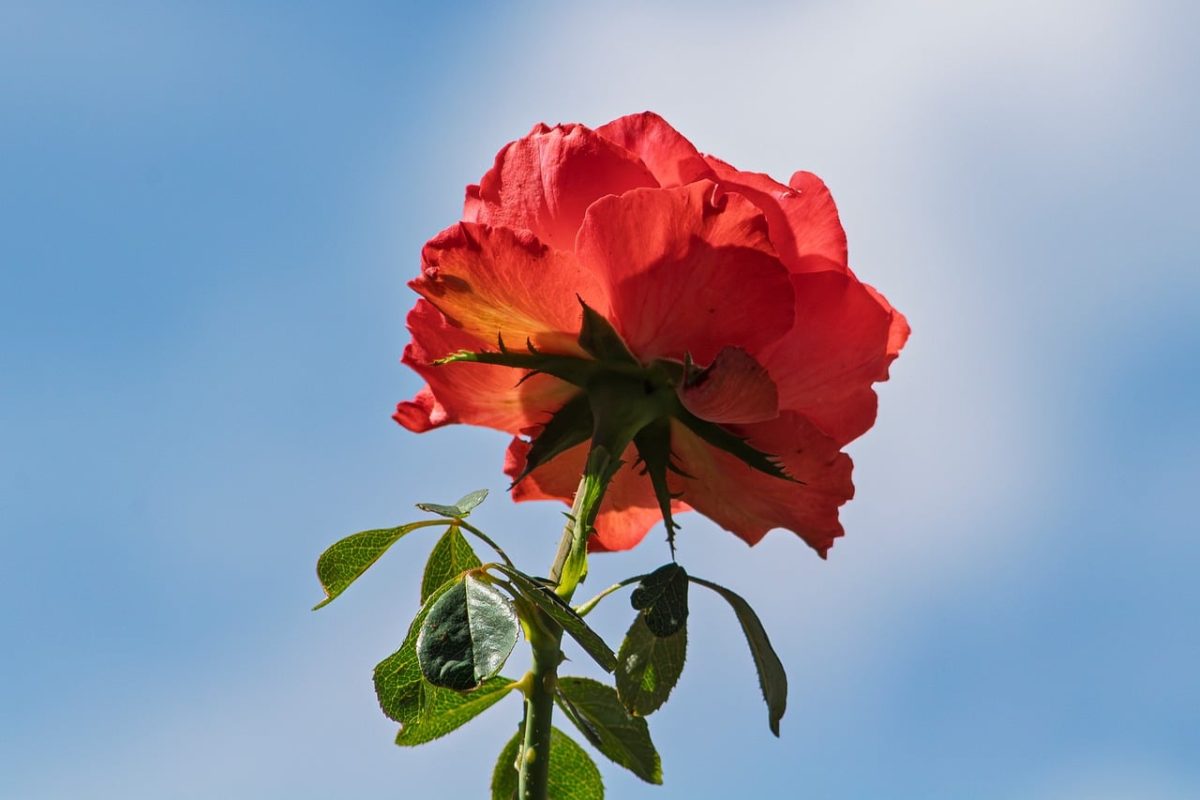 flower, rose, flower wallpaper, flower background, red, petals, beautiful flowers, blue sky, green, leaves, sky, blue, sunlight, garden, fragrance, nature, macro, beautiful, unique, rose blooms, botany, rose flower, delicate, growing, fresh