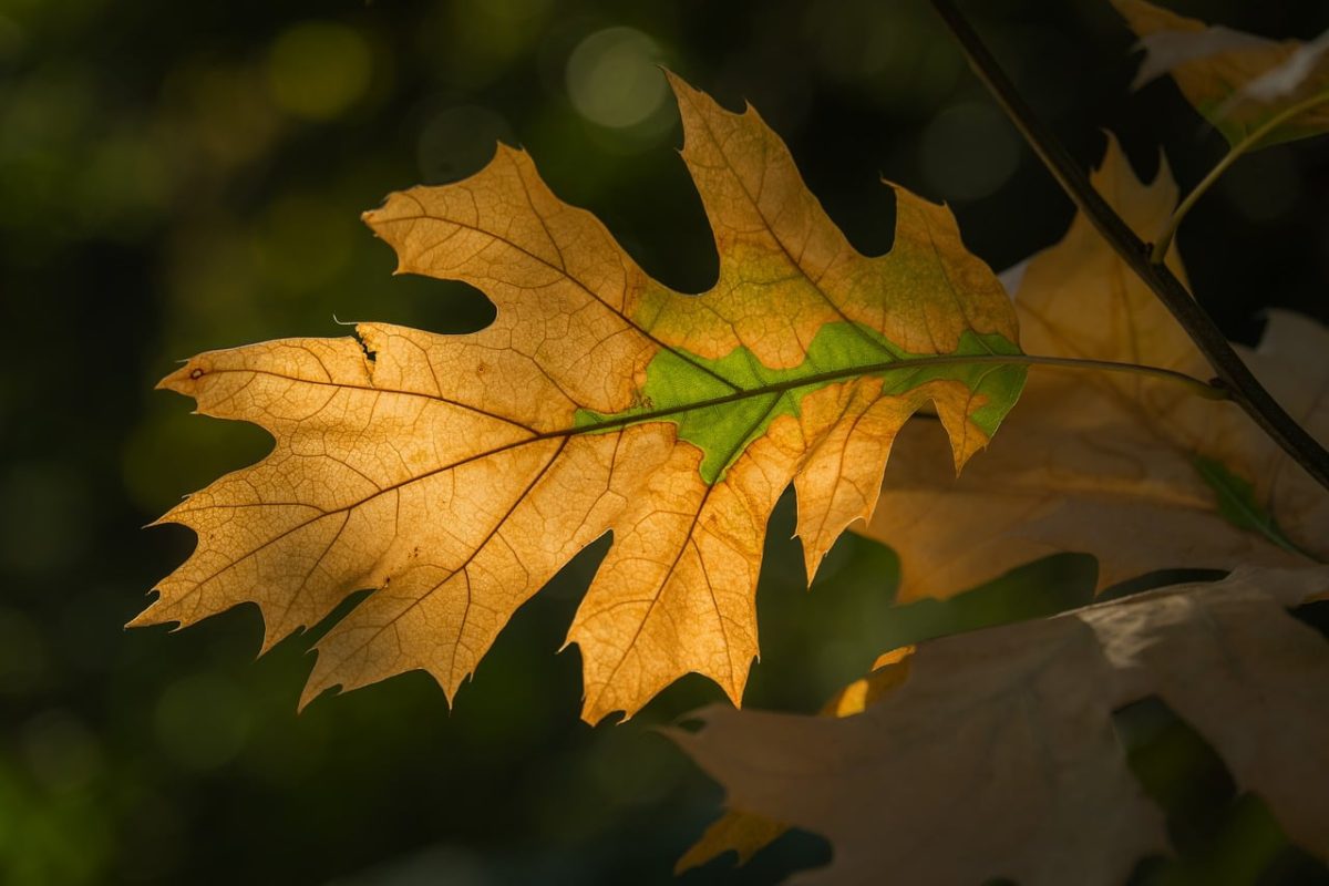 leaf, beautiful wallpaper, 4k wallpaper 1920x1080, full hd wallpaper, 4k wallpaper, autumn, autumn leaf, green, nature, light, lighting, details, full frame, macro photography, natural beauty, hd wallpaper, wallpaper 4k, eco, desktop backgrounds, laptop wallpaper, wallpaper hd, free wallpaper, outdoors, soft light, background, mac wallpaper, yellow, diversity, windows wallpaper, simplicity, cool backgrounds, free background, mustard yellow, november