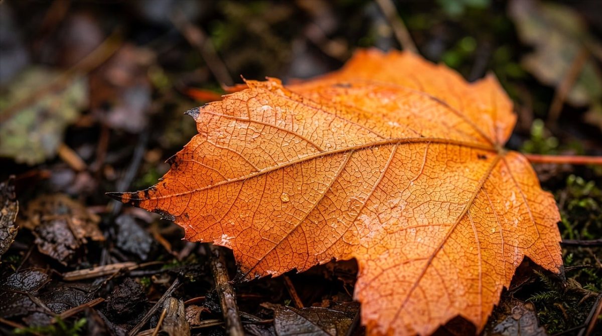 maple leaf, autumn, leaf, orange, nature, structure, veiny, detail, macro, foliage, water droplets, ground, fall, natural texture, beauty in detail, botany, earth tones, damp, fallen leaves, detailed photography