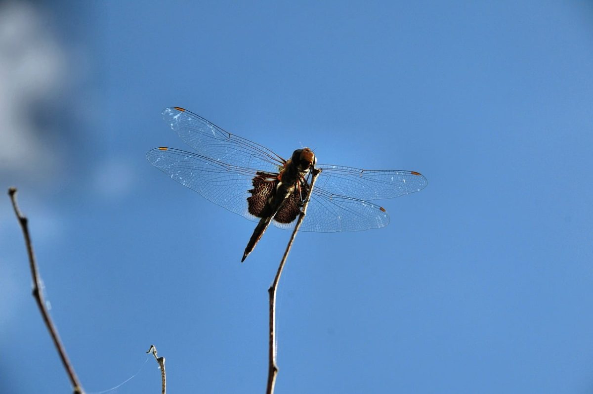 dragonfly, insect, nature, sky, entomology, blue sky, animal, macro, focus, wings, flight, natural science, fauna, habitat, thin twig, balancing, movement, subject, clear weather, backlight