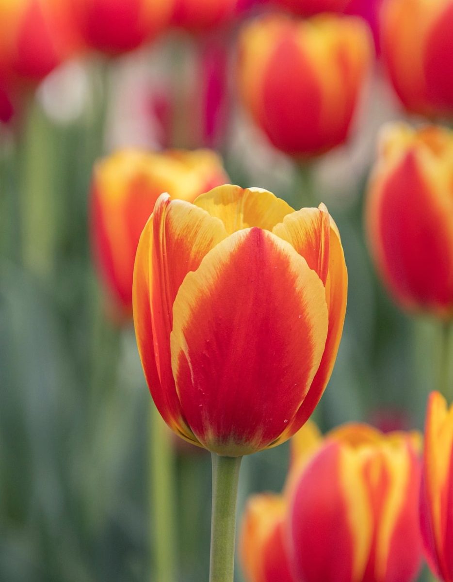 tulip, flower, red, flower wallpaper, orange, petals, spring, nature, garden, close-up, blooming, flora, beauty, beautiful flowers, gardening, botany, outdoor, beautiful, flower background, cultivation, fresh, colorful, caption