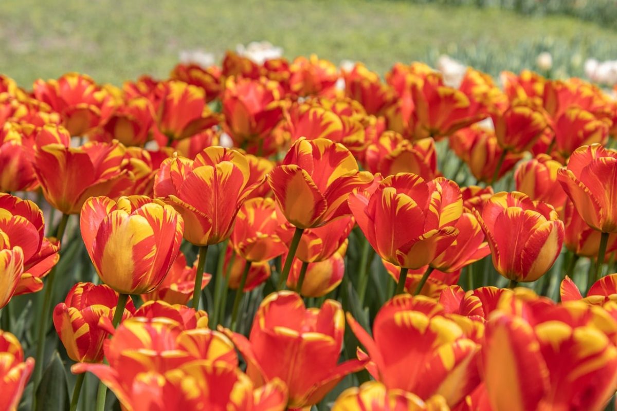 flowers, tulips, garden, red, yellow, spring, floral, outdoor, flower background, colorful, season, botany, beautiful flowers, grow, bloom, landscape, nature, countryside, morning, petals, flower wallpaper, green, natural