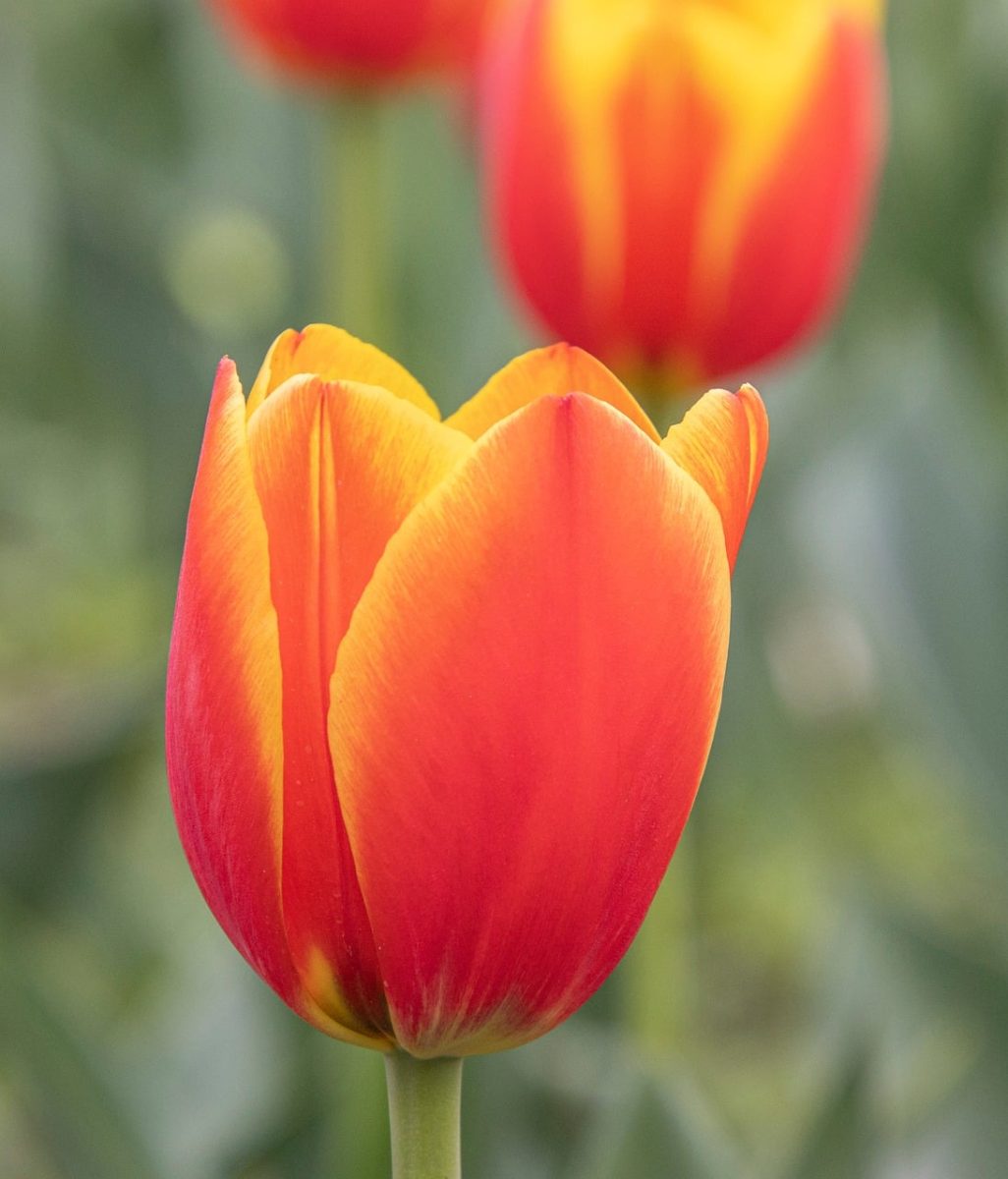 tulip, bloom, garden, spring, petals, floriculture, horticulture, red, yellow, spring flowers, nature, colorful flowers, gardening, green background, beauty, flowering plants, seasonal flowers, aesthetics, close-up, focal point, summer