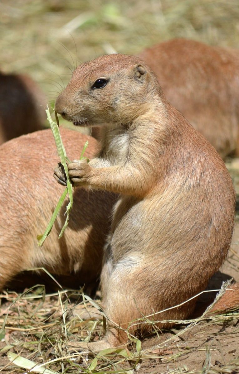 prairie dog, rodent, animal, mammal, nature, fauna, cute, eating, grass, wildlife, national park, steppe, colony, daytime, asian, herb, food, front paws, digging, warm, sunshine
