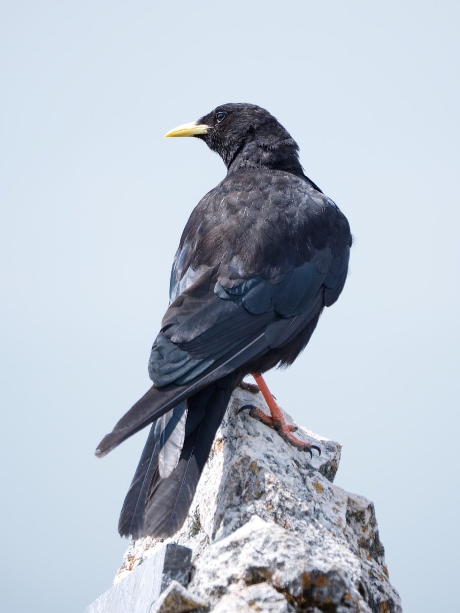 chough, bird, animal, fauna, feathers, ornithology, beak, nature, wild, rock, mountains, black, orange, structure, blue, peak, view, vertical, yellow, natural habitat