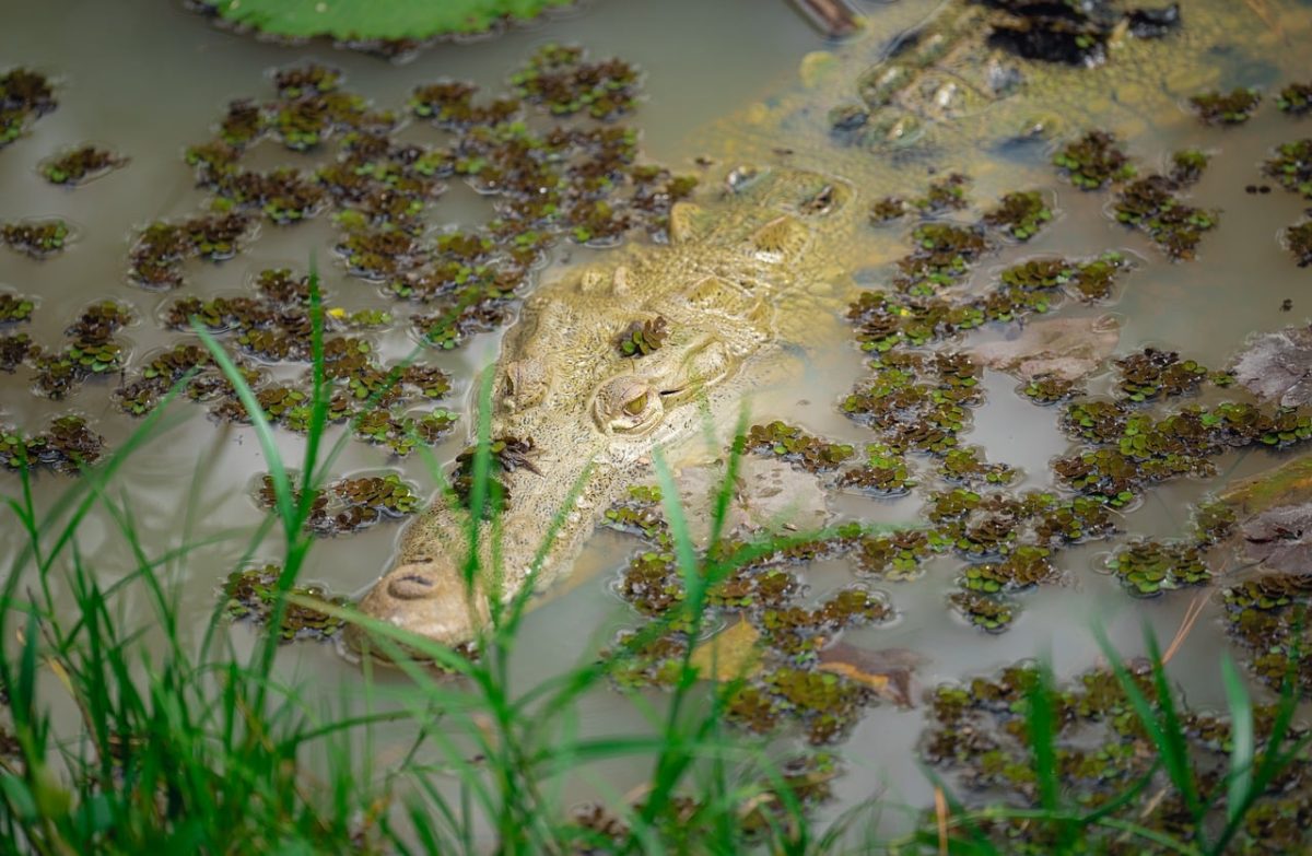 crocodile, water, mud, camouflage, animal, puddle, wild, predator, grass, nature, reptile, hidden, dangerous, natural environment, biotope, safari, animal habitat, water plants, nature reserve, wetlands