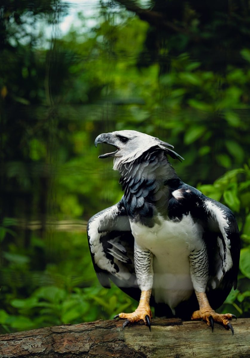 harpy eagle, bird, raptor, wild, forest, natural habitat, bird of prey, beak, feathers, neotropical, predator, rainforest, wings, nature world, species, nature, black and white, sun, green