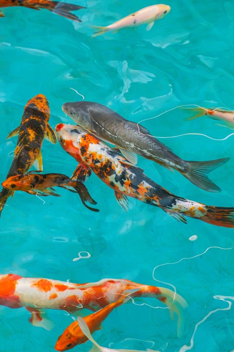 koi, pond, water, nature, swimming, animal, culture, japan, beautiful, colorful, asian, fin, tail, aquarium, decor, blue, zen, peaceful, red, view, calm