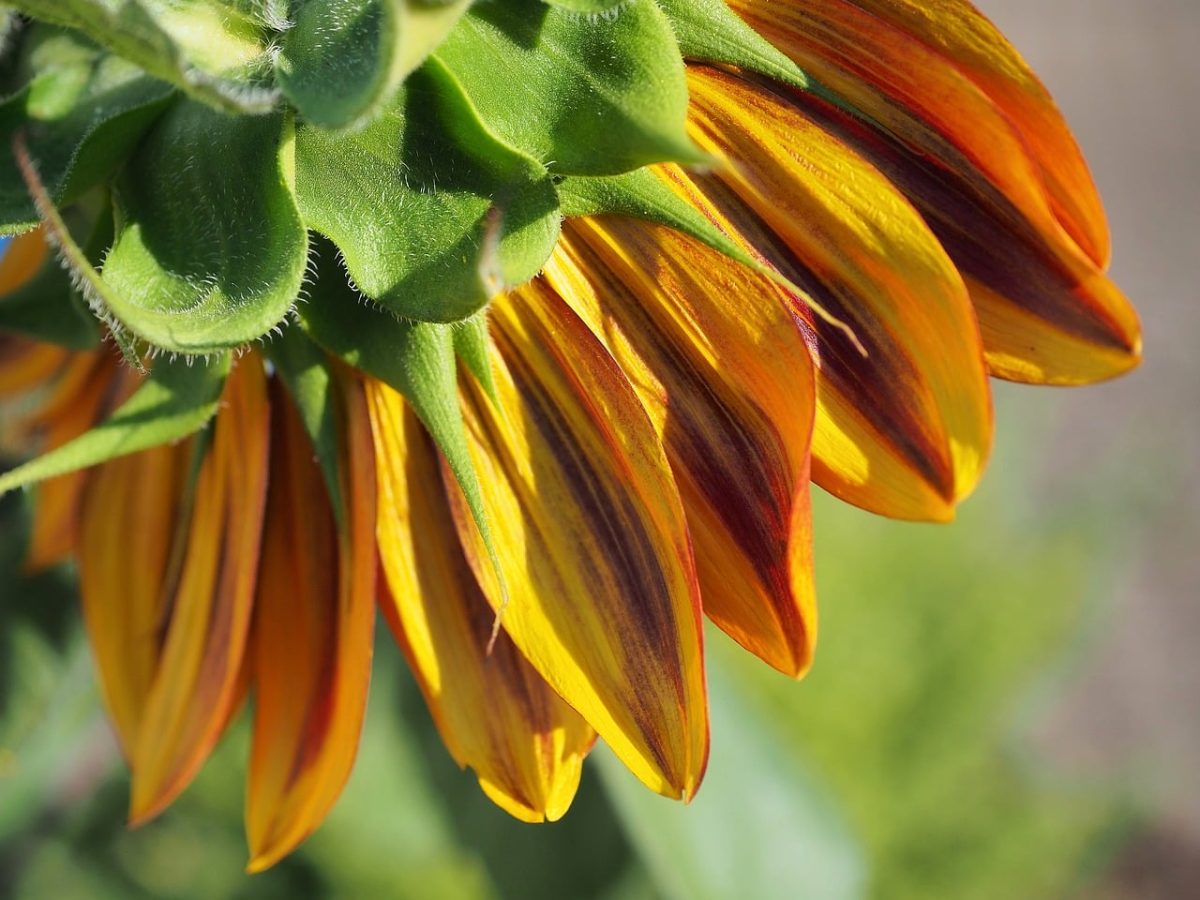 sunflower, flower wallpaper, full hd wallpaper, flower, mac wallpaper, summer, closeup, free wallpaper, beautiful flowers, cool backgrounds, wallpaper hd, yellow, nature, garden, beautiful wallpaper, windows wallpaper, green, botany, 4k wallpaper, lighting, details, beauty, wallpaper 4k, free background, color, beautiful, laptop wallpaper, flower background, natural, 4k wallpaper 1920x1080, hd wallpaper, leaves, floral background, desktop backgrounds, photography, art, background