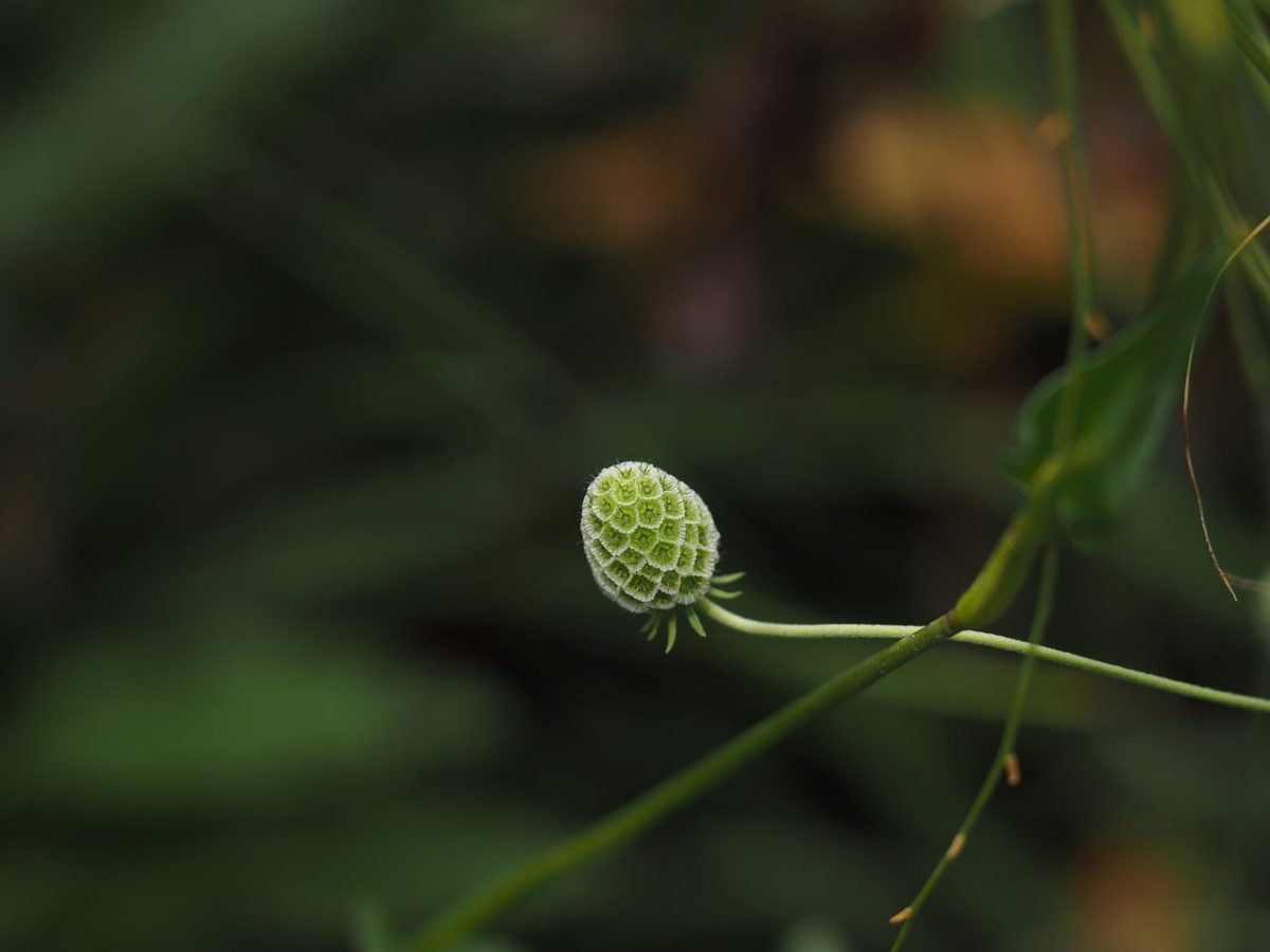 plant, bud, macro, nature, blurred background, desktop backgrounds, green, detail, blur, growth, windows wallpaper, natural, 4k wallpaper, background, 4k wallpaper 1920x1080, macro photography, wild, free background, wallpaper hd, mac wallpaper, free wallpaper, floral background, environment, full hd wallpaper, cool backgrounds, outdoor, laptop wallpaper, hd wallpaper, wallpaper 4k, stem, simple, natural beauty, focused, beautiful wallpaper, fresh, summer