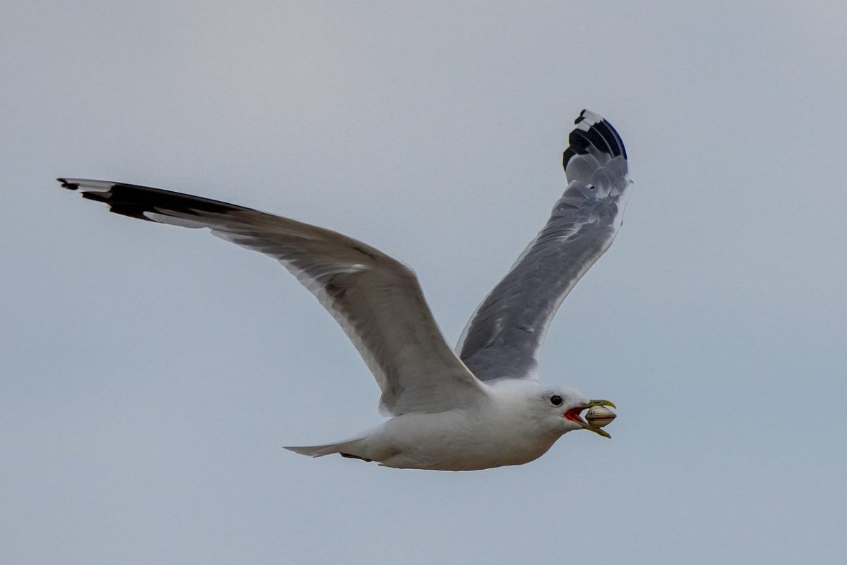 seagull, flying, seashell, beak, food, animal, flight, nature, wing, aviator, hunting, protection, sea, blue sky, coast, wild, freedom, winged, light, shore, natural