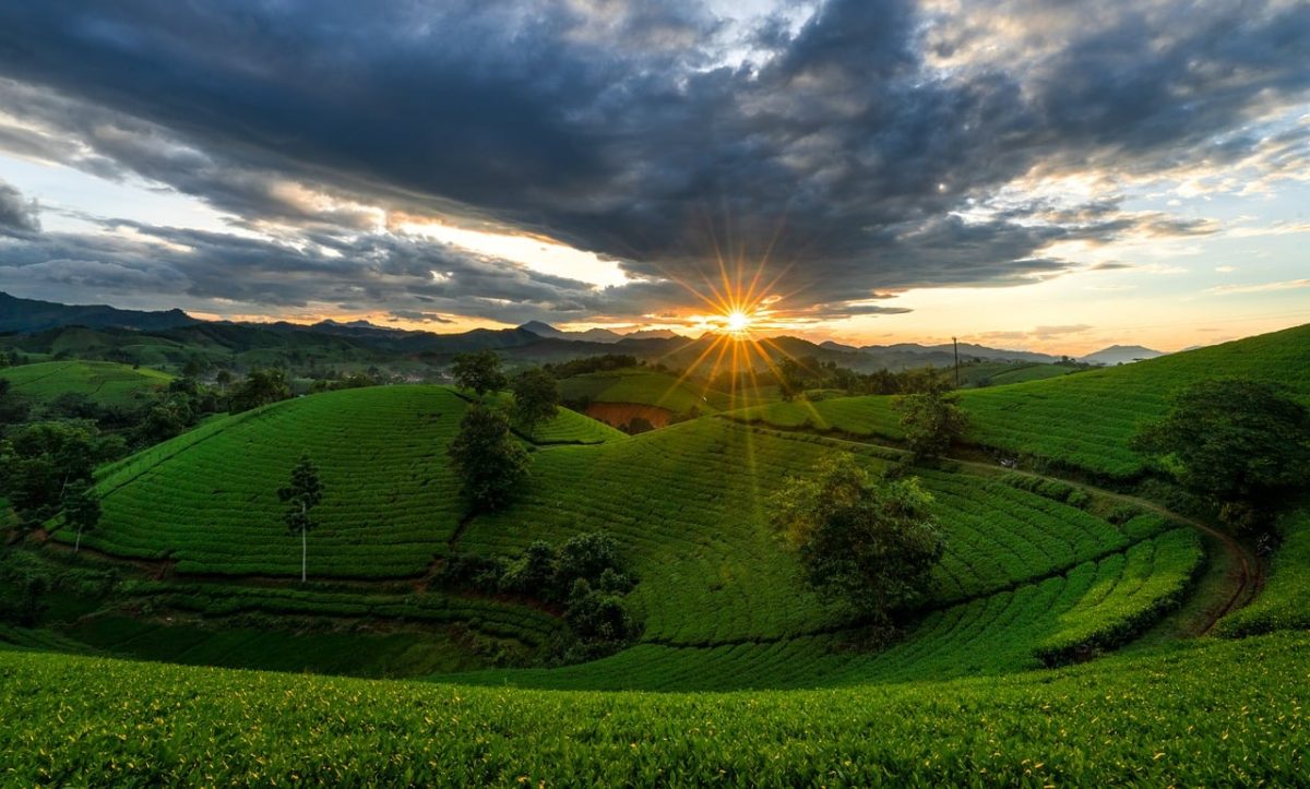vietnam, tea plantations, nature, sunset, countryside, mountains, travel, hiking, farming, panorama, photo travel, rural landscape, green field, clouds, peaceful, ecotourism, lens flare, wide angle, east asia, calm evening