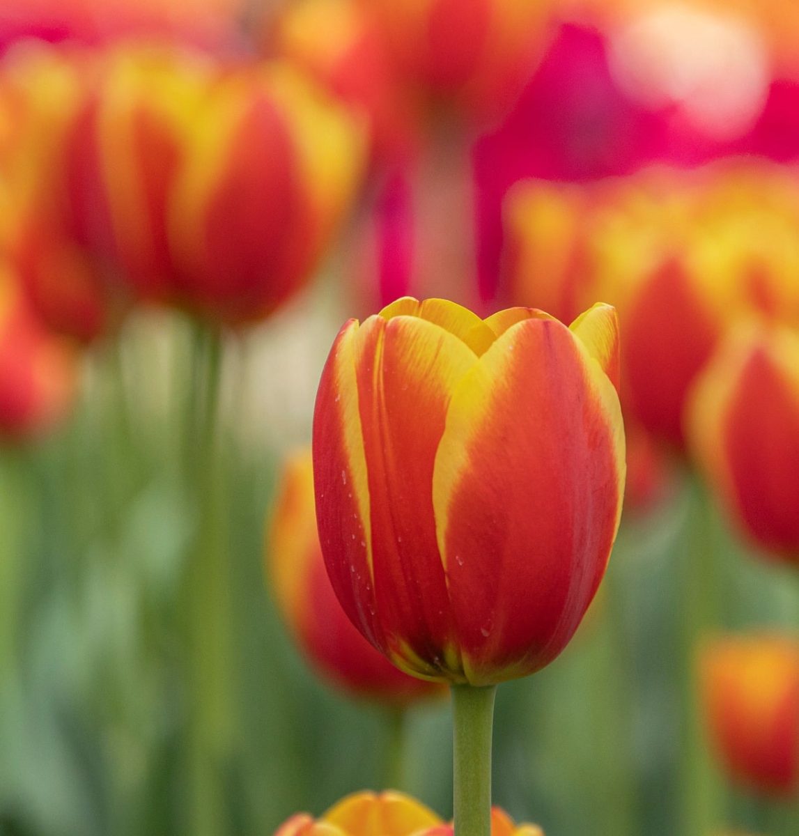 tulip, blooming, garden, spring, blossom, flora, flower, petals, botany, horticulture, garden flower, maintenance, yellow, red, beauty, natural, colorful, outdoor, delicate, elegant