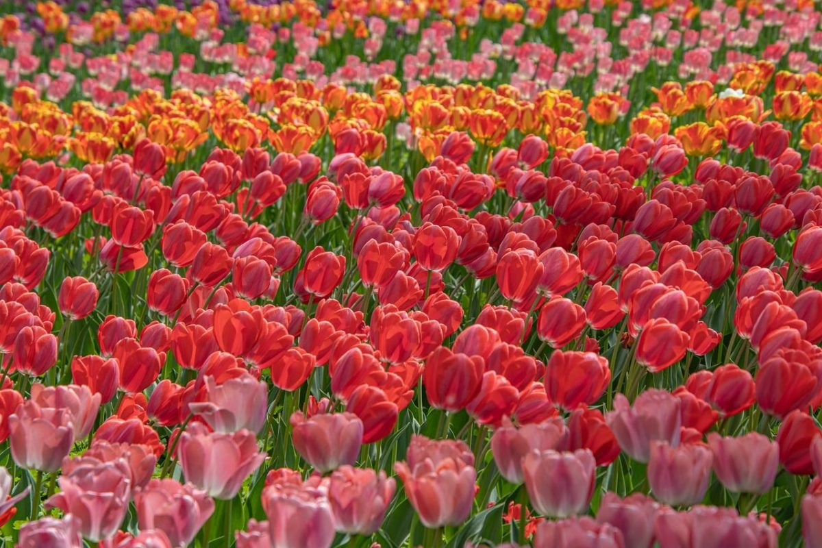 tulips, bloom, spring, garden, flowers, flora, petals, beautiful flowers, colorful, botany, floriculture, horticulture, landscaping, flowering lily, vibrant colors, seedlings, flower wallpaper, plantation, flower display, flower field, rural setting, flower background, nature, pretty wildflowers