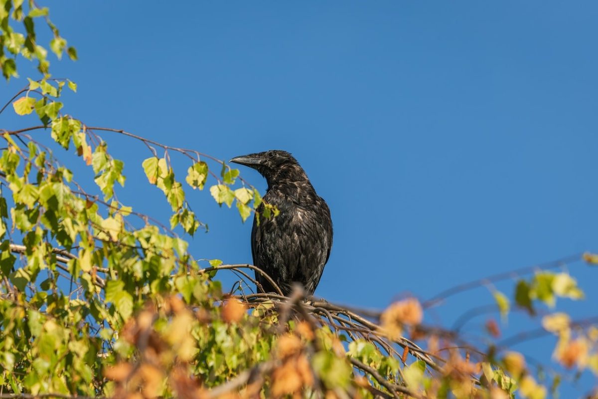 raven, tree, branch, leaves, autumn, nature, sky, wildness, black bird, animal, ornithology, black color, natural environment, sun, blue sky, bird, view from below, sunlight, natural beauty
