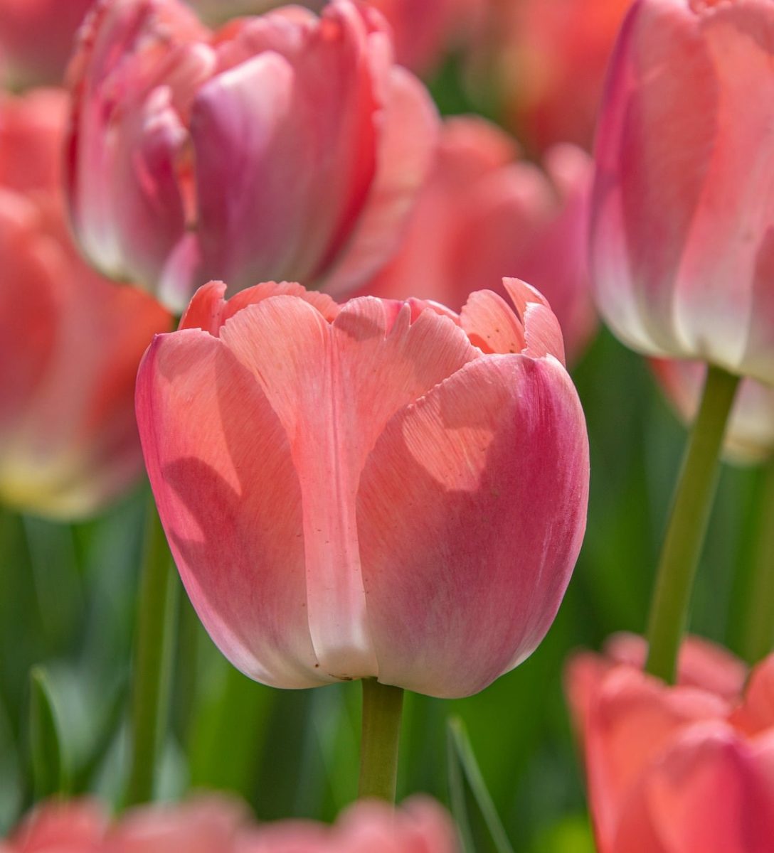 tulip, flower, pink, garden, spring, nature, bloom, horticulture, botany, happy mothers day, floriculture, petal, countryside, decoration, beauty, colorful, cute, sunny, typical flower, celebration